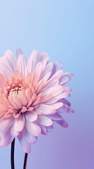 pink gerber daisy against blue sky