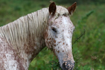 Portrait of a horse in the mountains. A horse chews grass