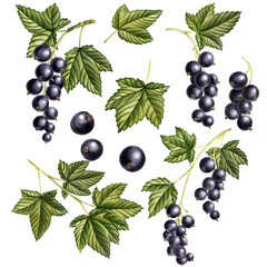watercolor drawing black currant branch with berries and green leaves isolated at white background, hand drawn illustration