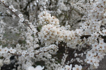 lichen on tree