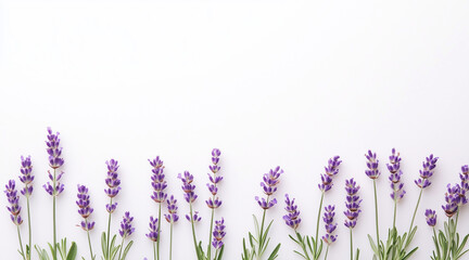 Naklejka premium Beautiful lavender flowers on white background isolated on white background 