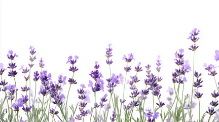 Obraz premium Beautiful lavender flowers on white background isolated on white background 