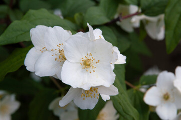 close-up: bowl-shaped white flowers of sweet mock orange