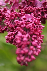 Fototapeta premium Purple lilac flowers. Purple lilac.