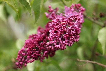 Obraz premium Purple lilac flowers. Purple lilac.