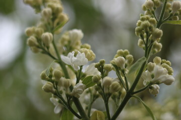 White lilac flowers. White elderberry.