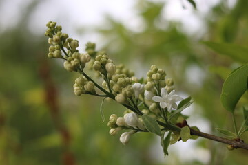 White lilac flowers. White elderberry.