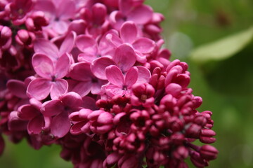 Purple lilac flowers. Purple lilac.