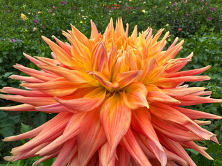Beautiful dahlia flower in the garden