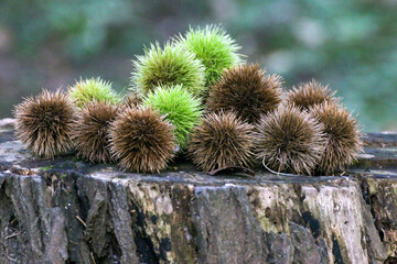 イガグリ（山栗の実）