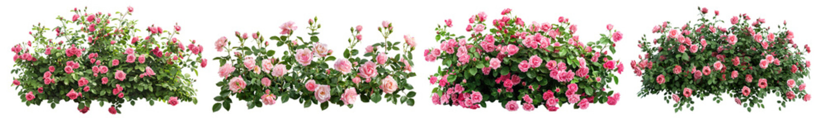 Fototapeta premium Set of beautiful pink roses with lush green leaves, cut out