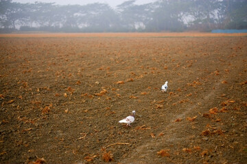 A serene rural scene with a pair of pigeons enjoying the open space
