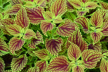 鮮やかな色のコリウスの葉