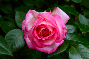 close-up: larg bloom Rosa Handel rose flower creamy white petals with rose-pink edges
