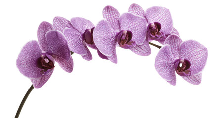 Purple Orchid Flower Close-Up.