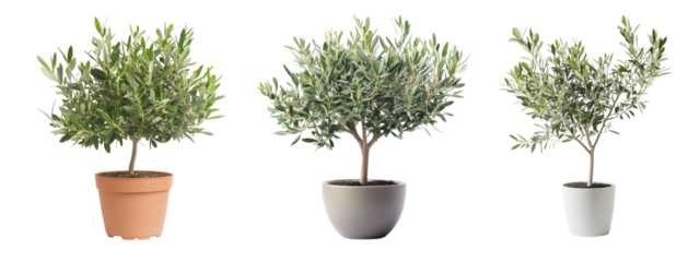 Olive Tree or Olea Europaea collection in pot, Indoor Decorative Plant with Transparent Background
