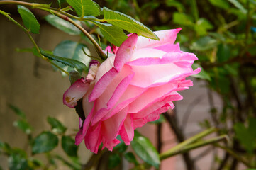 close-up: larg bloom Rosa Handel rose flower creamy white petals with rose-pink edges