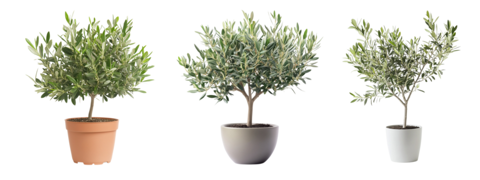 Olive Tree or Olea Europaea collection in pot, Indoor Decorative Plant with Transparent Background