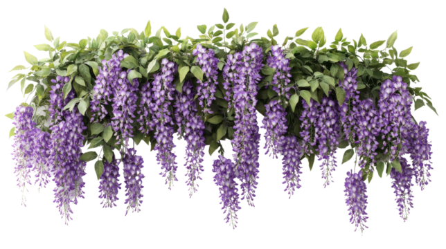 Purple Wisteria Flowers Hanging From Branches.