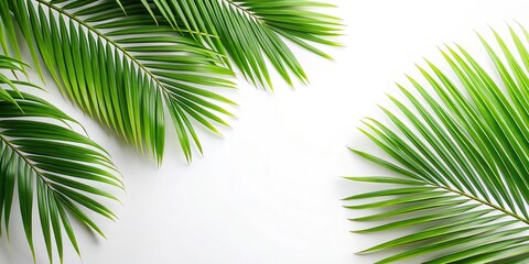 Obraz premium Close-up view of palm leaves on a plain white background with copy space