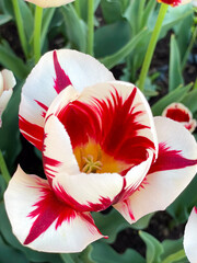 Triumph Grand Perfection tulip close up 