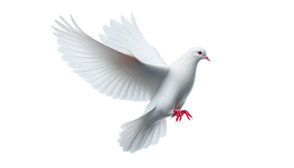 Fototapeta premium white dove bird flying isolated, Symbol of peace and freedom, cutout in transparent background, png format