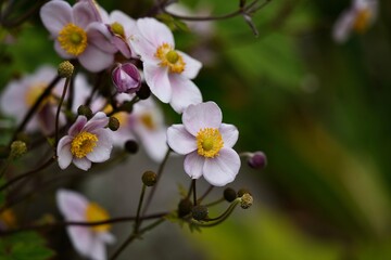 Obraz premium Flowering Japanese anemone (Eriocapitella hupehensis) close-up on blurred background.