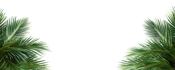 Obraz premium Set of green palm leaves on both sides, cut out