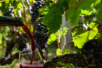 Winemaker is pouring a glass of red wine from a bottle in the vineyard