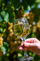 Winemaker is holding a glass of white wine in a vineyard on a sunny day