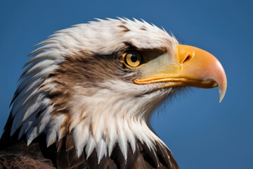 Fototapeta premium close up portrait of bald eagle