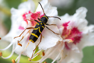 Wasp beetle, Clytus arietis, close up.