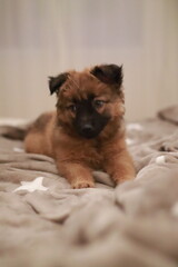 puppy on the bed