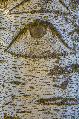 The pattern on the birch bark looking like an eye