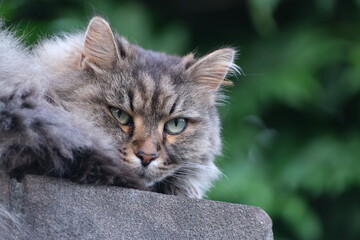 Siberian cat looking in the distance close up of face