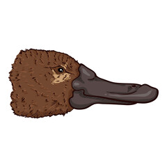 Vector Cartoon of Duckbill Face. Platypus Color Illustration