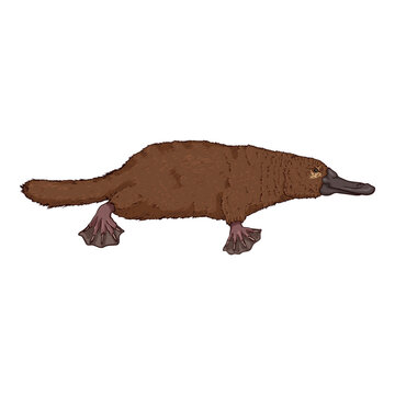 recommend clip art: Vector Cartoon of Duckbill. Platypus Illustration
