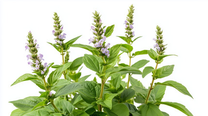 Closeup of Flowering Mint Plant on White Background.