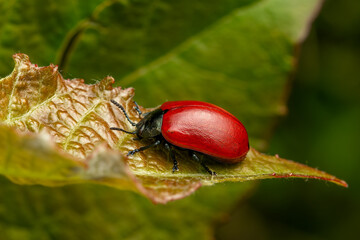 broad-shouldered leaf beetle - Chrysomela populi, beautiful leaf beetle with red trusses from European woodlands and broad-leaved forests, Czech Republic.
