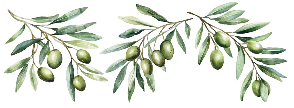 Watercolor Branches With Olive. illustration