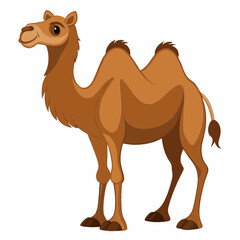 Bactrian camel vector illustration