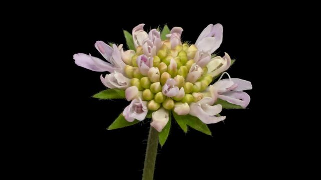 Macro time lapse blooming Field Scabious (Knautia arvensis) flower, isolated on pure black background
