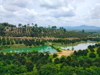 Obraz premium lake in the forest