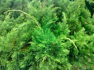 close up of pine needles