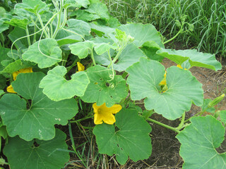 Pumpkin patch covered with many leaves and beginning to bloom