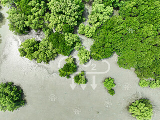 Carbon capture concept. Aerial top view of green mangrove forest. Natural carbon sinks. Mangroves...