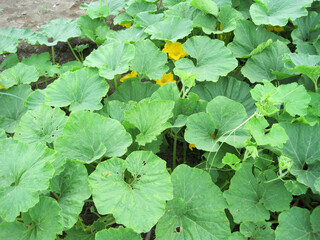 Pumpkin patch covered with many leaves and beginning to bloom