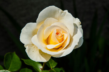 close-up: rose blossom with creamy petals