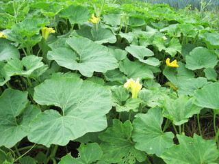 Pumpkin patch covered with many leaves and beginning to bloom