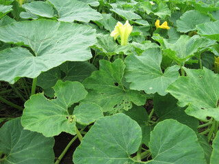 Pumpkin patch covered with many leaves and beginning to bloom